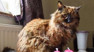 Rosie, cea mai bătrână pisică din lume, la aniversarea de anul trecut