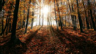 vreme toamna, temperaturi ridicate, ploi, meteorologi 