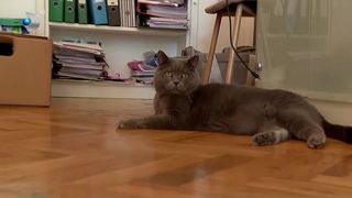 VIDEO „Lucrul acesta chiar ar ajuta”. Animalul de companie, cel mai bun coleg de birou