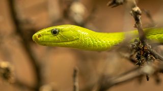 O femeie de 64 de ani, atacată de un piton de 20 de kilograme în timp ce spăla vasele. Șarpele a intrat în casă și a mușcat-o de mai multe ori