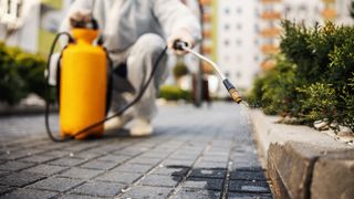 Deratizare profesională: importanța prevenției și a tratamentelor regulate