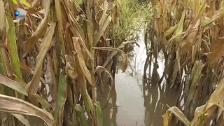 VIDEO „Totul este compromis”. Culturi distruse de inundații