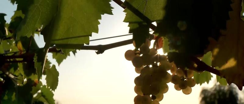 Ce faci în weekend, cu Claudia Costandiș. Petrecere ca în Toscana