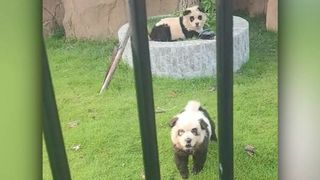 VIDEO Doi „pui de panda” au devenit senzația unei grădini zoologice. Oamenii au avut parte de un șoc când și-au dat seama ce se ascundea în spatele „urșilor”