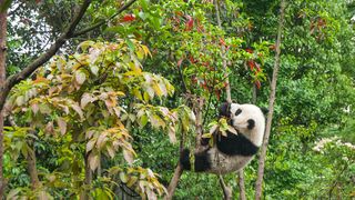 ursi panda, china, gradina zoo 