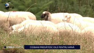 VIDEO Ciobanii pregătesc oile pentru iarnă. Transhumanța, unul dintre cele mai vechi și autentice obiceiuri pastorale din Rom&acirc;nia