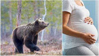 O minoră de 14 ani, însărcinată în 6 luni, a fost atacată de urs în Brașov. Copila a fost transportată de urgență la maternitate