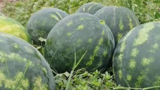 VIDEO „Le-am pus mai târziu ca să am continuitate”. Ultima recoltă de pepeni ajunge în magazine