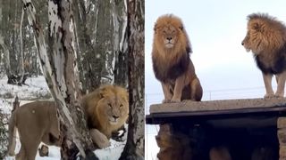 VIDEO Imagini rare: leii se joacă &icirc;n zăpadă &icirc;n Africa de Sud