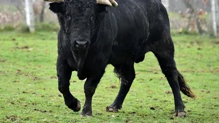 Cum a fost ucis bărbatul de 57 de ani din Cluj de taur