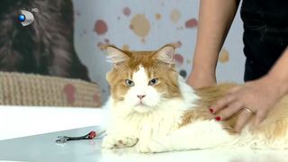 VIDEO Mr. Fred, un motan campion! Pisica a câștigat o mulțime de premii