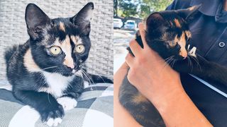 VIDEO Oamenii legii din Neamț, îngeri păzitori pentru o pisicuță abandonată. Micuța felină a devenit vedeta secției: „Vom afla în curând dacă are instinct de polițist”