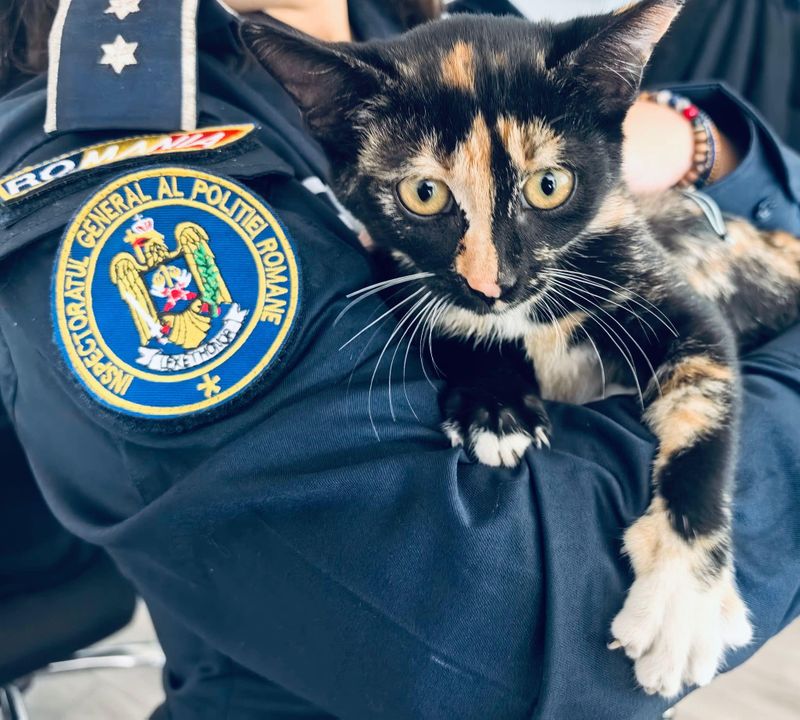 pisica abandonata, politisti, neamt 