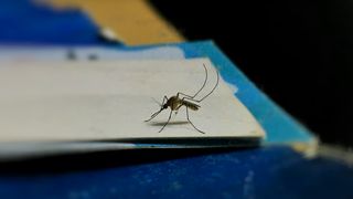 tantar, virus west nile, cazuri west nile romania 