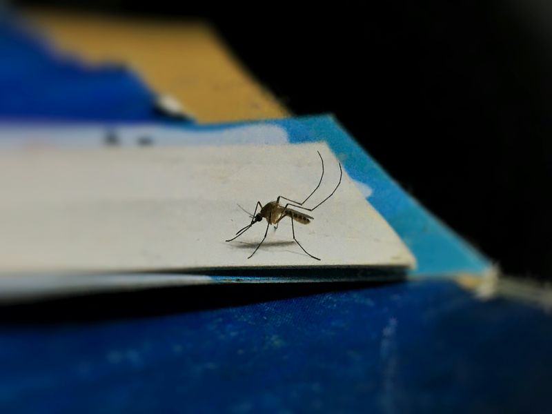 tantar, virus west nile, cazuri west nile romania 