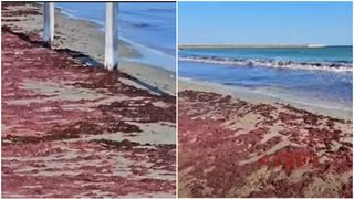 Algele roșii au invadat litoralul