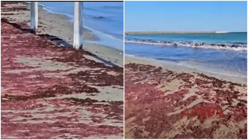 Algele roșii au invadat litoralul
