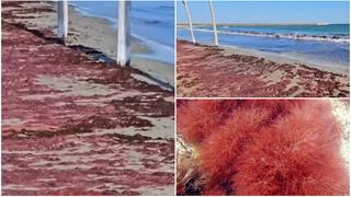 VIDEO Algele roșii au invadat litoralul. Cum a devenit roșie Marea Neagră