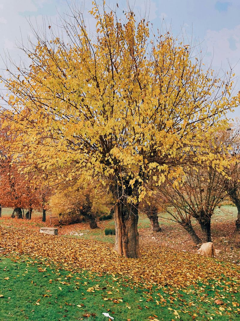 Vreme neobișnuită în luna octombrie. Prognoza ANM 