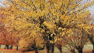 Vreme neobișnuită &icirc;n luna octombrie. Prognoza ANM 