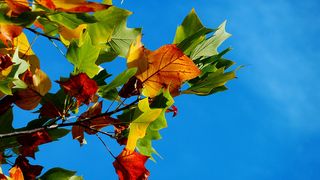 Vreme neobișnuită &icirc;n luna octombrie. Prognoza ANM pentru următoarele 4 săptăm&acirc;ni