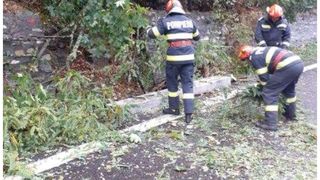Copac căzut pe DN7