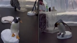 VIDEO Experiență inedită...cină cu pinguinii!