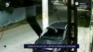 VIDEO C&acirc;ini atacați de lupi pe străzile comunei, &icirc;n Timișoara. Localnicii sunt speriați