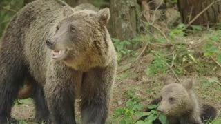 atac urs, suceava, barbat ranit 