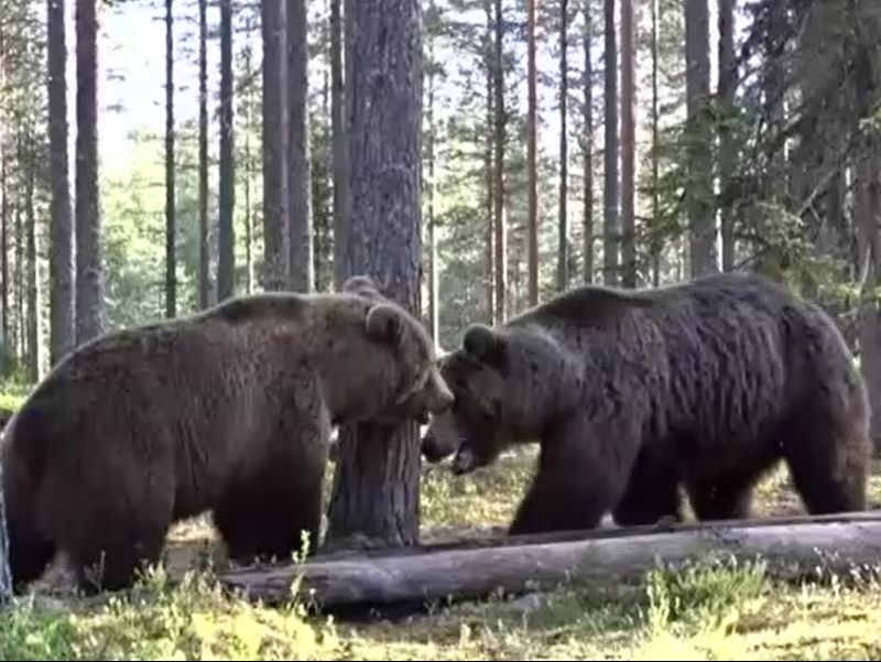 atac urs, suceava, barbat ranit 