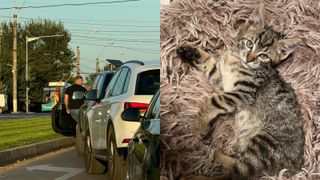 Un șofer din Galați, înger păzitor pentru un pui de pisică. A oprit traficul și a salvat micuța felină: „Sunt momente când îmi place ca trăiesc în țara asta!”
