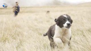 C&acirc;ine de st&acirc;nă