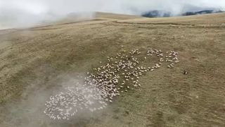 St&acirc;nă din Făgăraș