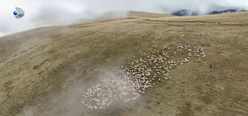 Stână din Făgăraș