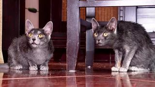 VIDEO „Este o rasă românească”. „Pisica Transilvană”, unică în lume