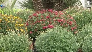 VIDEO &bdquo;Se v&acirc;nd foarte bine &icirc;n această perioadă&rdquo;. Crizantemele, cele mai căutate flori de toamnă