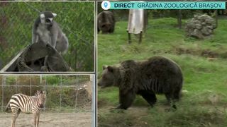 VIDEO Ziua Mondială a Animalelor! Atmosfera este de sărbătoare la o grădină zoologică din Brașov