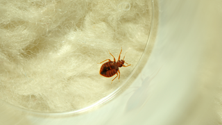 4 pași simpli pentru a scăpa de ploșnițele de pat 