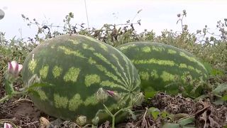 VIDEO &bdquo;Merită &icirc;ncercarea&rdquo;. A dat lovitura cu pepenii de toamnă