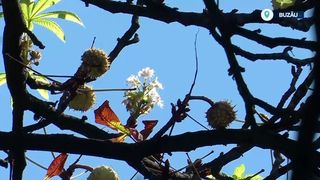 VIDEO &bdquo;Anotimpurile nu mai sunt la locul lor&rdquo;. Au &icirc;nflorit castanii pentru a doua oară