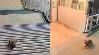 VIDEO Ursul koala, musafirul neașteptat din gară