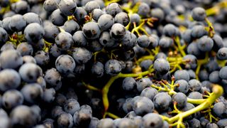 vlad ciurea, fructe, creier, beneficii struguri 