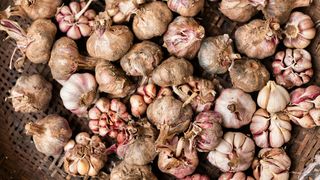 usturoi, vampir, boala rara 