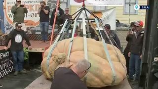 VIDEO Campionatul dovlecilor uriași! Bostanul c&acirc;știgător c&acirc;ntărește peste o tonă