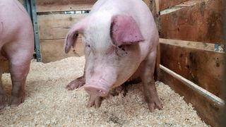 porci, pesta porcina, olt 