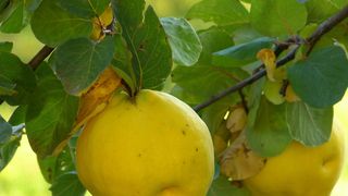 C&acirc;nd se coc gutuile?