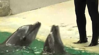 Vedetele delfinariului din Constanța