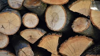 O secție de poliție din Vrancea a rămas fără lemne de foc. Hoțul este chiar unul dintre polițiști