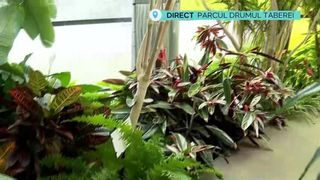 Sere exotice &icirc;n București