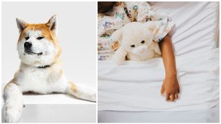 VIDEO Istoria se repetă în București! Fetiță de 6 ani, mușcată de față de un câine, în drum spre școală! Micuța a ajuns de urgență la spital